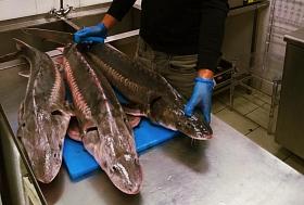 Пешеходная экскурсия "Казак, Петр и осетр!"